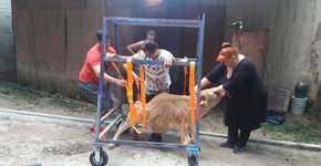 Vaca ganha cadeira de rodas após vaquejada a deixar paraplégica