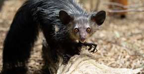 Um curioso animal da floresta com um dedo que parece varinha mágica