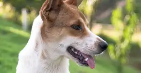 Homem anestesia cão e coloca fogo no animal ainda vivo