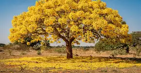 Foto: (Imagem sem texto alternativo disponivel ID [2717820])