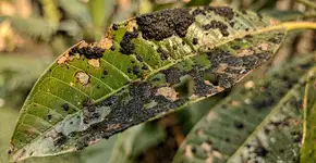 Foto: (Imagem sem texto alternativo disponivel ID [2736135])