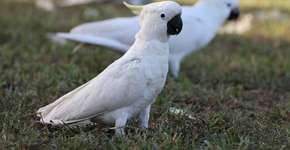 Cacatua: 7 curiosidades interessantes sobre essa ave 