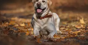 Foto: (Imagem sem texto alternativo disponivel ID [2715064])