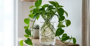 Três plantas aquáticas que precisam de poucos cuidados e são perfeitas para decorar o interior da sua casa