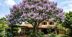 Cresce mais rápido que o bambu: por que todos querem essa árvore agora