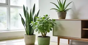 Foto: (Imagem sem texto alternativo disponivel ID [2701643])