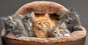 7 curiosidades sobre as cores dos gatos