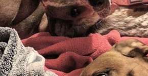 Foto de cachorro ‘deformado’ deixa a internet daquele jeito