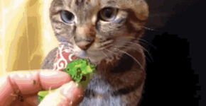 Foto: (Imagem sem texto alternativo disponivel ID [1002663])