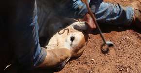 Ferro quente e pauladas: como vivem os gados que viram bife