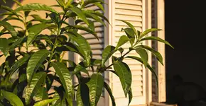 Foto: (Imagem sem texto alternativo disponivel ID [2707458])