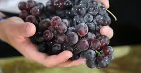 São Roque (SP) celebra colheita da uva com festa