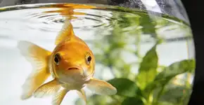 Foto: (Imagem sem texto alternativo disponivel ID [2699070])