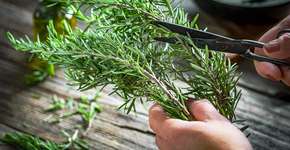 Ferver alecrim: uma prática popular poderosa com impacto comprovado pela ciência