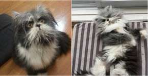 Você consegue identificar que animal é este?