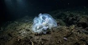 Um ser vivo foi descoberto a mais de 9.000 metros no oceano que confunde a ciência porque não pode ser classificada: uma nova forma de vida nunca vista antes