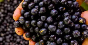 Açaí auxilia no tratamento de esquizofrenia