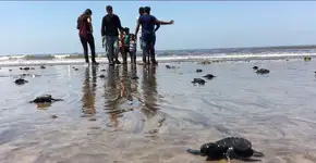 Advogado recolhe lixo plástico da praia e tartarugas ressurgem