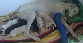 Cadela com a pata quebrada anda 3 km para resgatar filhotes