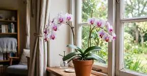Conselhos essenciais para famílias que cultivam orquídea