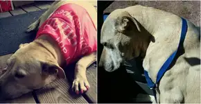 Mulher publica no Snapchat o último dia da vida de sua cadela