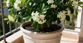 Foto: (Imagem sem texto alternativo disponivel ID [2670384])