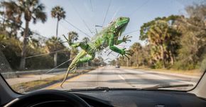 Foto: (Imagem sem texto alternativo disponivel ID [2734087])