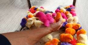 Foto: (Imagem sem texto alternativo disponivel ID [1867718])