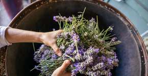 Foto: (Getty Images/iStockphoto)