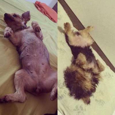 Veja alguns dos cães e gatos que já estão participando do #MostreABarriguinha!