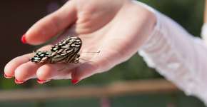 Foto: (Imagem sem texto alternativo disponivel ID [1000352])