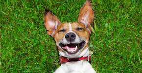 Foto: (Getty Images/iStockphoto)