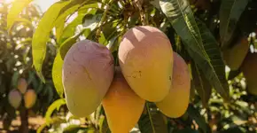 Foto: (Imagem sem texto alternativo disponivel ID [2710648])