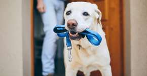 Passeio com o pet traz benefícios para a saúde física do animal e do tutor