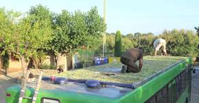 Jardim ambulante: conheça os ônibus com teto verde da Espanha