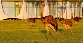 Emas da Presidência morrem após alimentação inadequada na gestão Bolsonaro