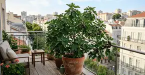 Foto: (Imagem sem texto alternativo disponivel ID [2763976])