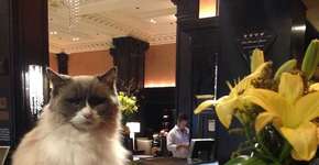 Foto: (Imagem sem texto alternativo disponivel ID [1869719])