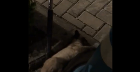 Funcionário de shopping no Rio é flagrado maltratando gatinho