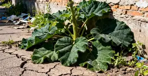 Foto: (Imagem sem texto alternativo disponivel ID [2678040])