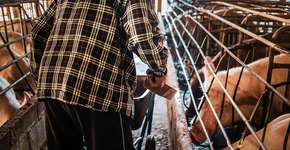 Foto: (Narong KHUEANKAEW/istock)