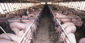 Foto: (Imagem sem texto alternativo disponivel ID [758538])