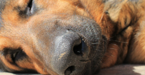 Foto: (Imagem sem texto alternativo disponivel ID [1867386])