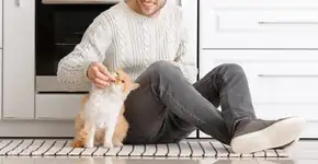 7 maneiras eficientes de chamar seu gato e ele aparecer