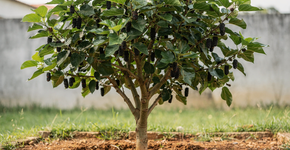 Foto: (Imagem sem texto alternativo disponivel ID [2718985])