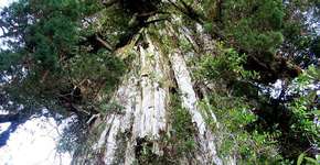 Conheça as árvores mais antigas do planeta Terra