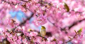 45º Festival das Cerejeiras do Parque do Carmo