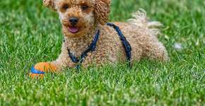 Homem ataca poodle com arma de choque e vai preso no DF