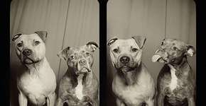 Pit bulls resgatados de rinhas mostram como podem ser carinhosos