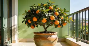 Foto: (Imagem sem texto alternativo disponivel ID [2729811])